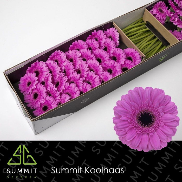 <h4>GE MI DOLCETTO</h4>