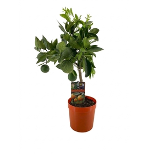 Citrus sinensis