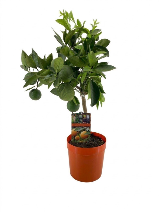 <h4>Citrus sinensis</h4>