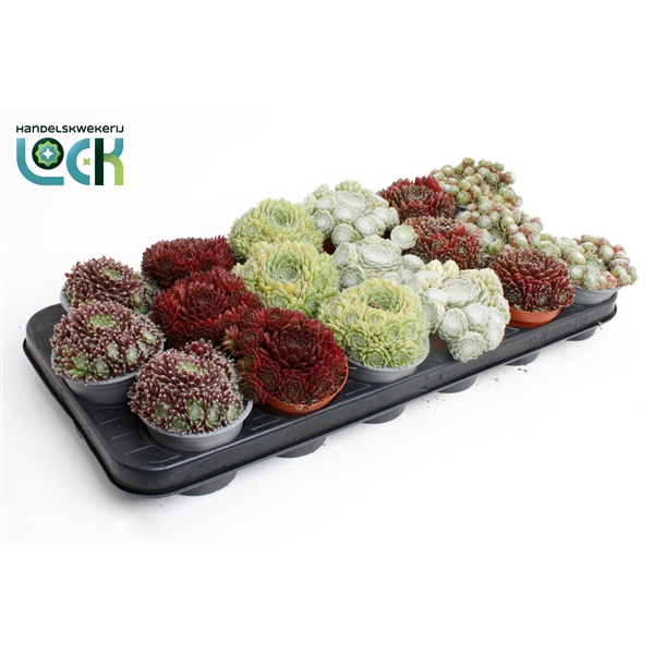 <h4>Sempervivum mix</h4>