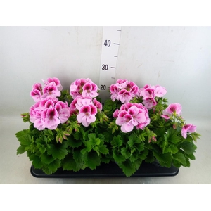 Pelargonium gran.   ..