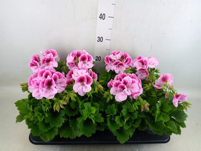 <h4>Pelargonium gran.   ..</h4>