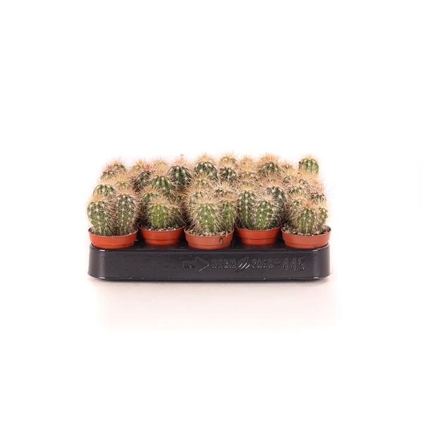 <h4>Pachycereus pringlei 5,5 cm</h4>