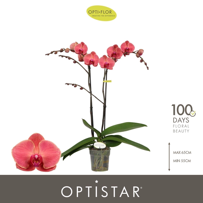 <h4>Phalaenopsis   ...orange</h4>