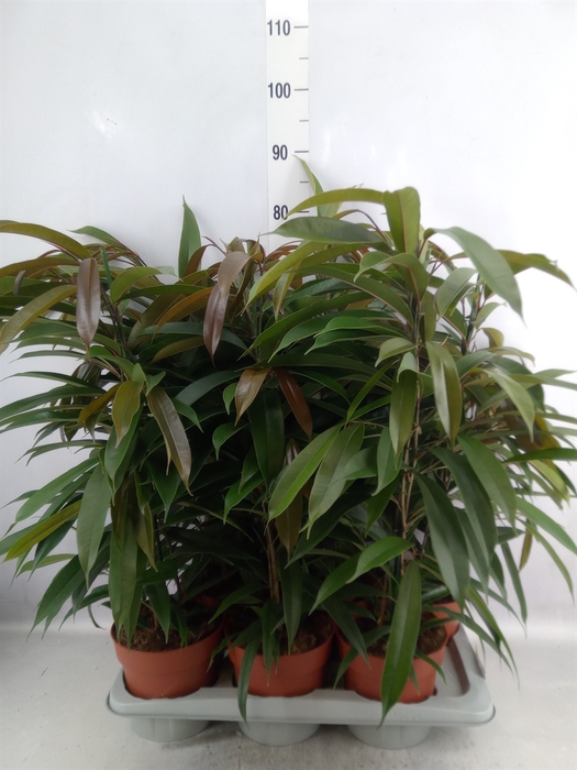 <h4>Ficus binn. 'Amstel King'</h4>