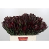 Leucadendron Saf Sunset Dark Red