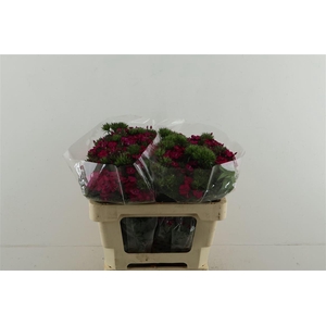 Di Barb Neon Cherry 50cm