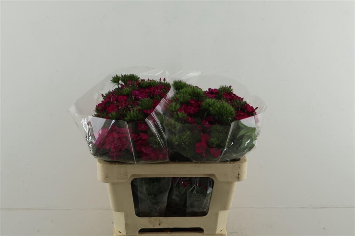 <h4>Di Barb Neon Cherry 50cm</h4>