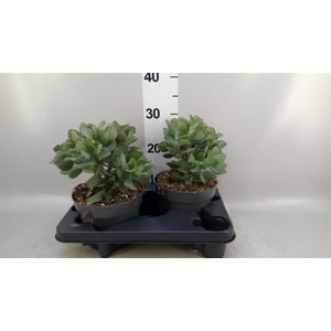 Crassula arborescens 'Curly'