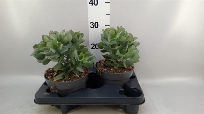 <h4>Crassula arborescens 'Curly'</h4>