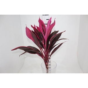 FOLHAGEM DRACENA BABY PINK