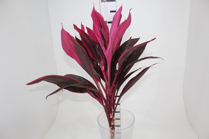 <h4>FOLHAGEM DRACENA BABY PINK</h4>