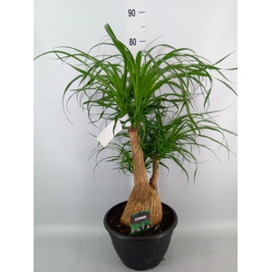 Beaucarnea recurvata