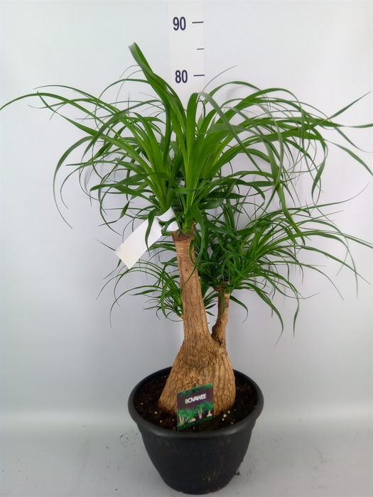 <h4>Beaucarnea recurvata</h4>