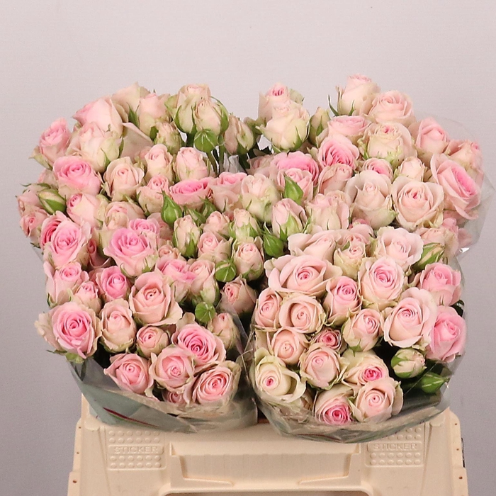 <h4>ROSA TR 'GOOD MOOD'</h4>