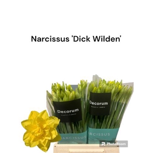 NARCISSUS DU 'DICK WILDEN'