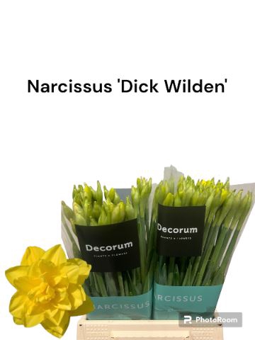 <h4>NARCISSUS DU 'DICK WILDEN'</h4>