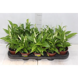 SPATHIPHYLLUM P11 MIN 5 HT COM FLOR
