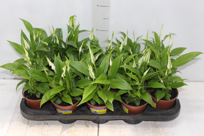 <h4>SPATHIPHYLLUM P11 MIN 5 HT COM FLOR</h4>