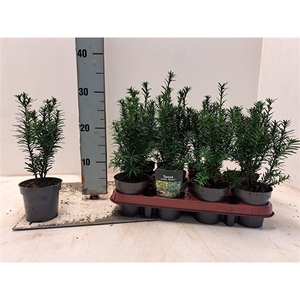 Taxus media 'Hicksii' - P9,5