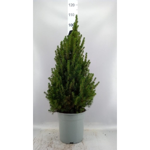 Picea glauca 'Conica'