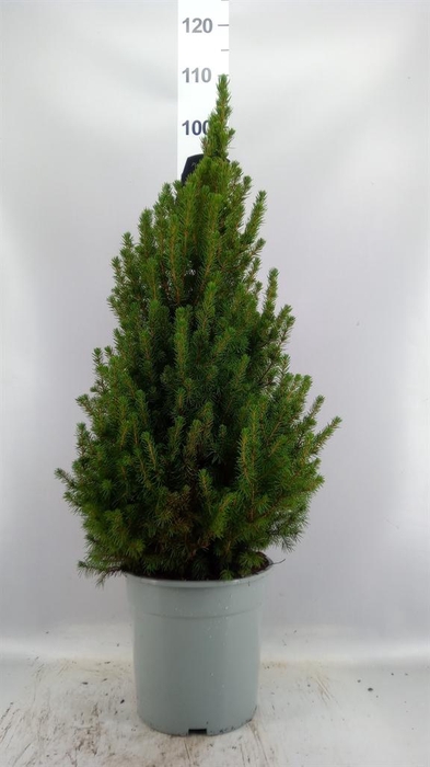 <h4>Picea glauca 'Conica'</h4>