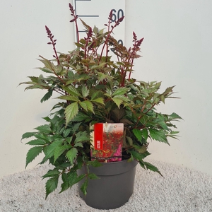 Astilbe Fanal P26