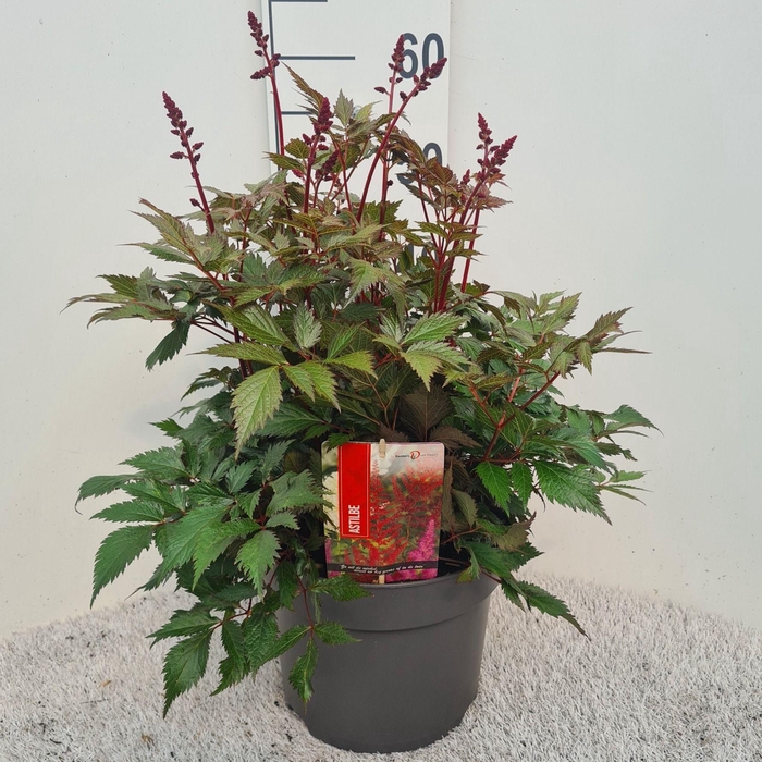<h4>Astilbe Fanal P26</h4>