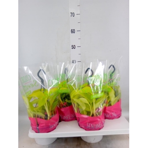 Epipremnum pinn. 'Golden Pothos' HG