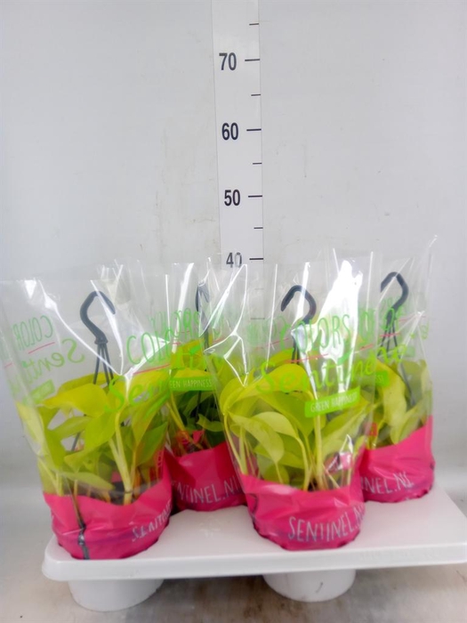 <h4>Epipremnum pinn. 'Golden Pothos' HG</h4>