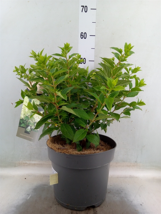 <h4>Hydrangea pan. 'Magical Matterhorn'</h4>