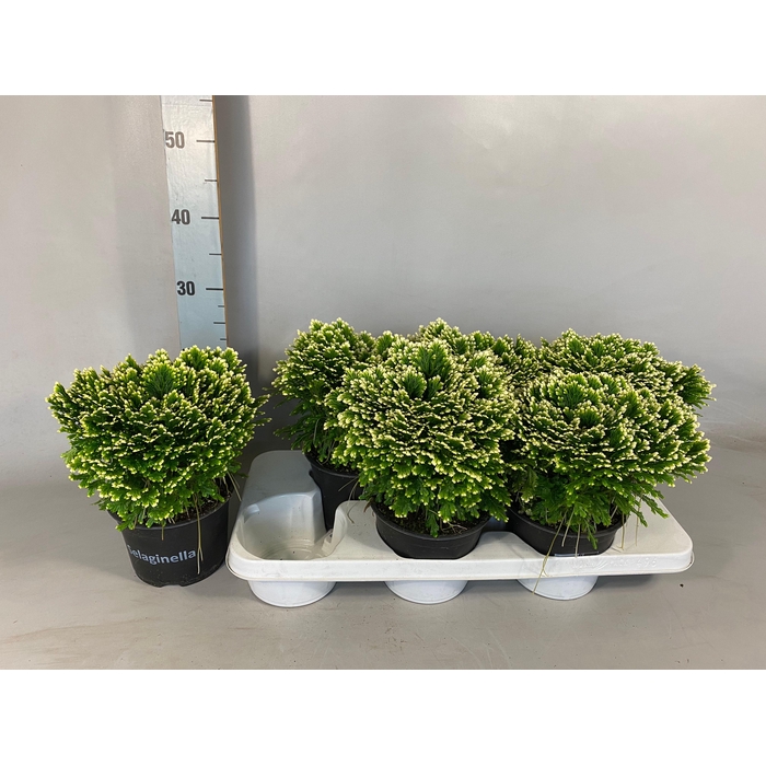 <h4>Selaginella martensii Jori 15Ø 30cm</h4>