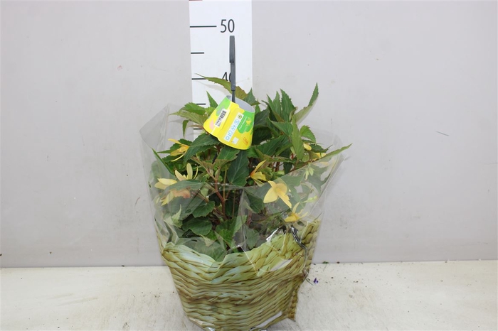 <h4>Begonia Hangpot Yellow</h4>