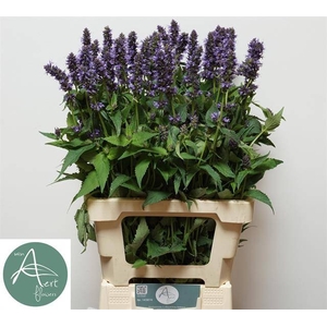 AGASTACHE OV