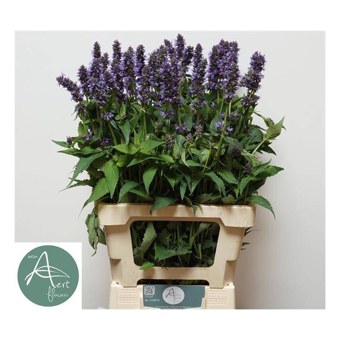 <h4>AGASTACHE OV</h4>