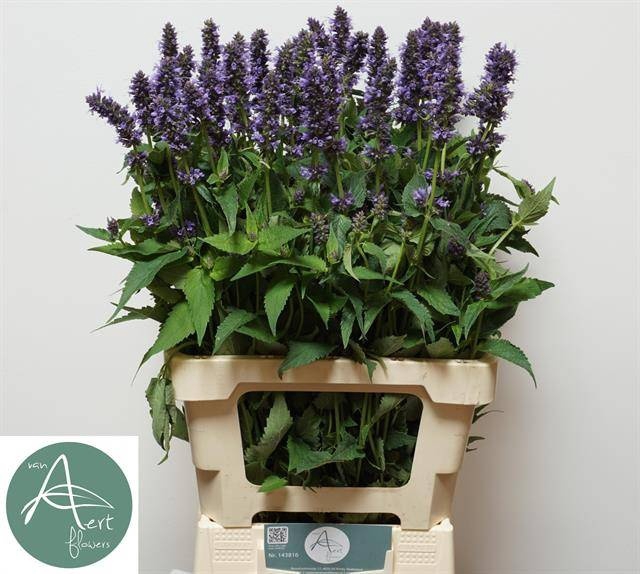 AGASTACHE OV