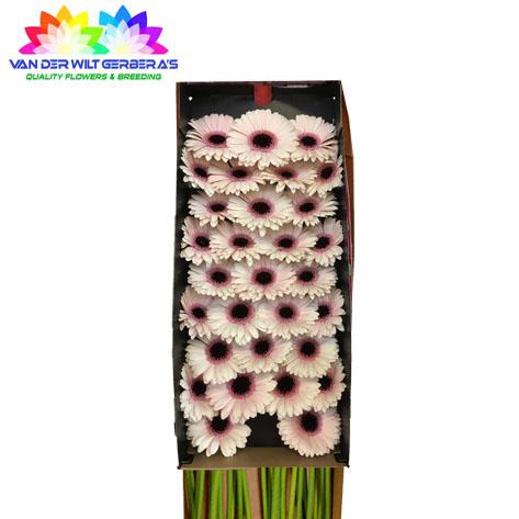 <h4>Germini Abby Lou Doos</h4>