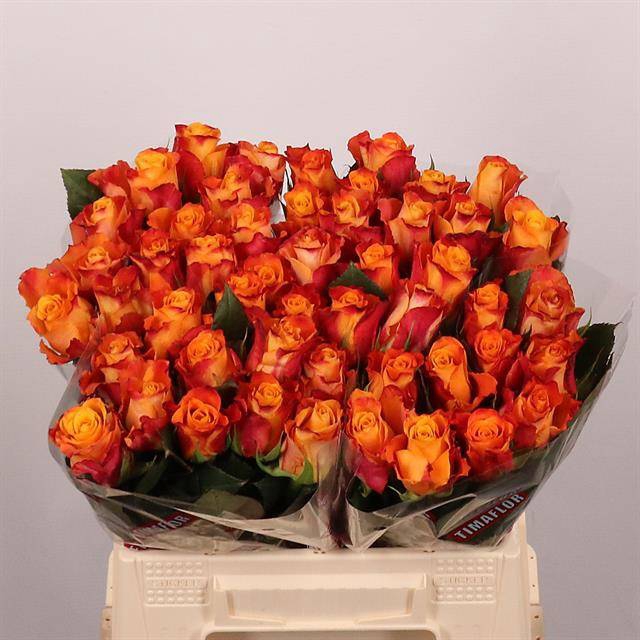 <h4>Rosa large mariyo!</h4>