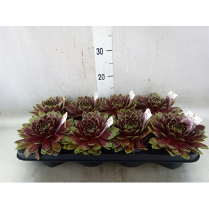 Sempervivum   ...
