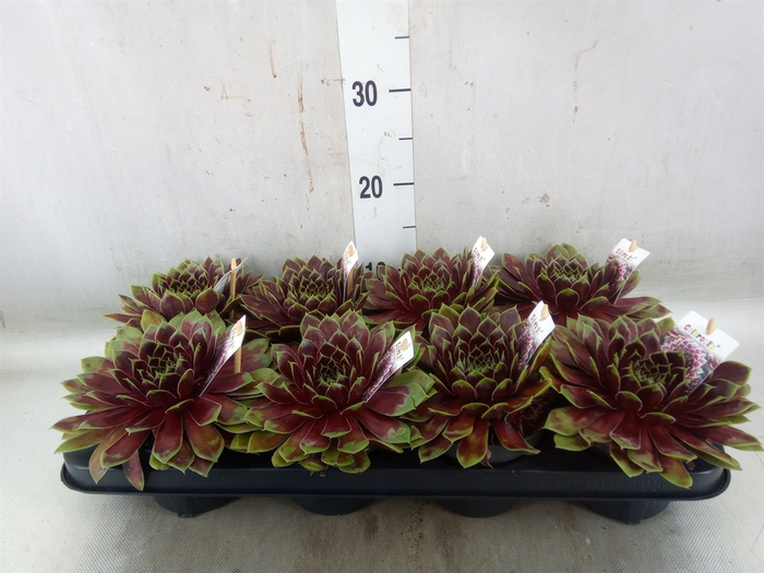 <h4>Sempervivum   ...</h4>