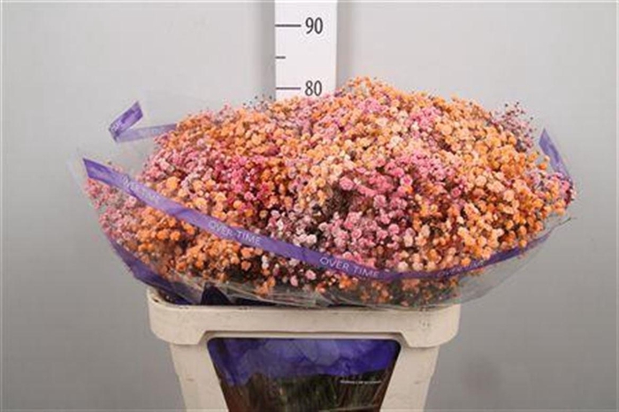 <h4>Gyps Overtime Light Red</h4>