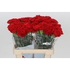 Dianthus St Gennaro