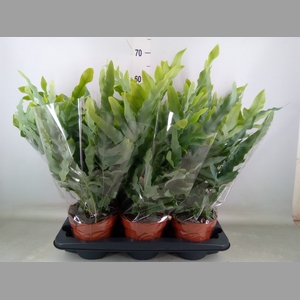 Phlebodium aureum 'Blue Star'