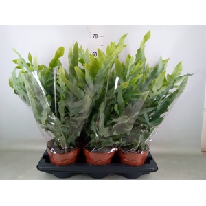 Phlebodium aureum 'Blue Star'