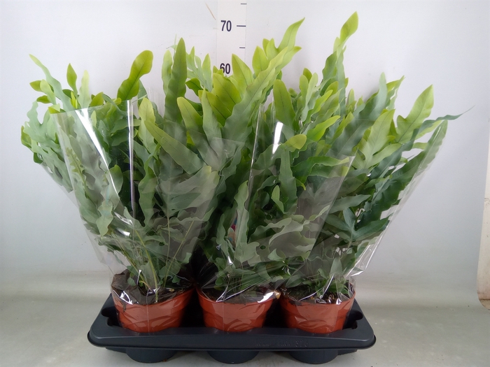 <h4>Phlebodium aureum 'Blue Star'</h4>
