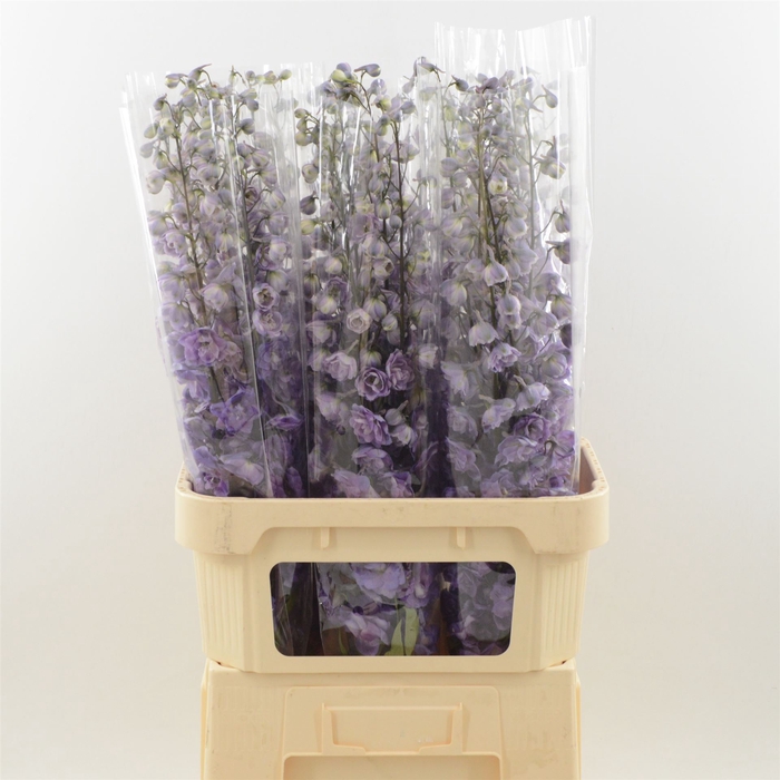 <h4>Delphinium DU 'Dev Mojo Magenta'</h4>
