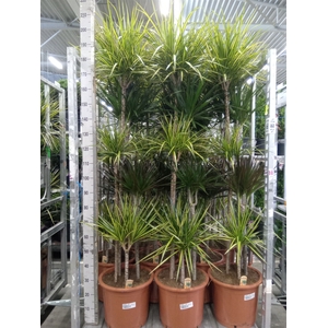 Dracaena   ...mix