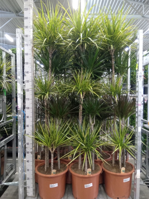 <h4>Dracaena   ...mix</h4>
