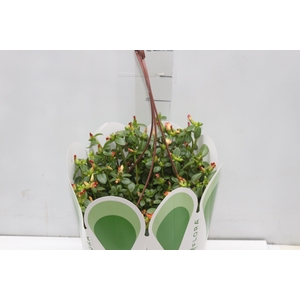 PORTULACA C21