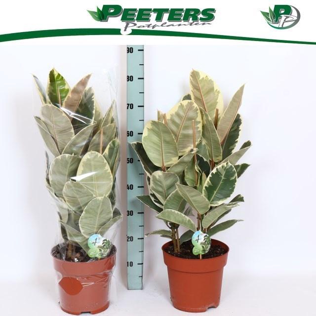 <h4>FIC EL TINEKE</h4>